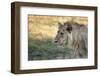 Male Lion Standing Intense Look-Close Up-Sheila Haddad-Framed Photographic Print