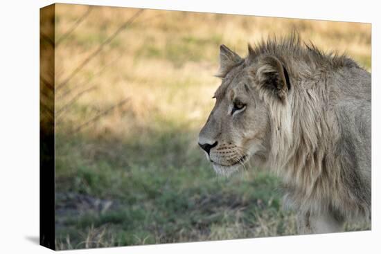 Male Lion Standing Intense Look-Close Up-Sheila Haddad-Stretched Canvas