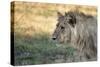 Male Lion Standing Intense Look-Close Up-Sheila Haddad-Stretched Canvas