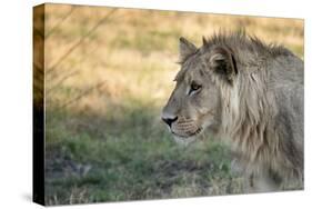 Male Lion Standing Intense Look-Close Up-Sheila Haddad-Stretched Canvas