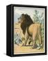 Male Lion Stands Alone in a Desert-W. Foster-Framed Stretched Canvas