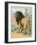 Male Lion Stands Alone in a Desert-W. Foster-Framed Photographic Print