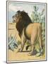 Male Lion Stands Alone in a Desert-W. Foster-Mounted Photographic Print