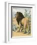 Male Lion Stands Alone in a Desert-W. Foster-Framed Premium Photographic Print