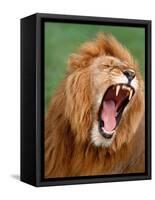 Male lion tearing his mouth open-Winfried Wisniewski-Framed Stretched Canvas