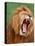 Male lion tearing his mouth open-Winfried Wisniewski-Stretched Canvas