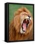 Male lion tearing his mouth open-Winfried Wisniewski-Framed Stretched Canvas