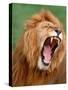 Male lion tearing his mouth open-Winfried Wisniewski-Stretched Canvas