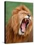 Male lion tearing his mouth open-Winfried Wisniewski-Stretched Canvas