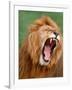 Male lion tearing his mouth open-Winfried Wisniewski-Framed Photographic Print