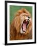 Male lion tearing his mouth open-Winfried Wisniewski-Framed Photographic Print