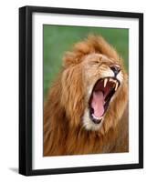 Male lion tearing his mouth open-Winfried Wisniewski-Framed Photographic Print