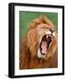 Male lion tearing his mouth open-Winfried Wisniewski-Framed Photographic Print