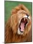 Male lion tearing his mouth open-Winfried Wisniewski-Mounted Photographic Print