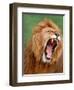 Male lion tearing his mouth open-Winfried Wisniewski-Framed Photographic Print