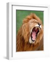 Male lion tearing his mouth open-Winfried Wisniewski-Framed Photographic Print