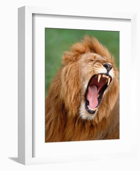 Male lion tearing his mouth open-Winfried Wisniewski-Framed Photographic Print