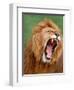 Male lion tearing his mouth open-Winfried Wisniewski-Framed Photographic Print