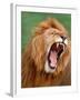 Male lion tearing his mouth open-Winfried Wisniewski-Framed Photographic Print