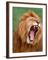 Male lion tearing his mouth open-Winfried Wisniewski-Framed Photographic Print