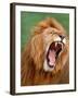 Male lion tearing his mouth open-Winfried Wisniewski-Framed Photographic Print