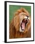 Male lion tearing his mouth open-Winfried Wisniewski-Framed Photographic Print