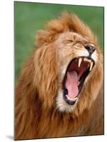 Male lion tearing his mouth open-Winfried Wisniewski-Mounted Photographic Print