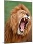 Male lion tearing his mouth open-Winfried Wisniewski-Mounted Photographic Print