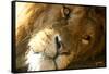 Male Lion Up Close-Lantern Press-Framed Stretched Canvas