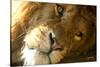 Male Lion Up Close-Lantern Press-Stretched Canvas