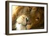 Male Lion Up Close-Lantern Press-Framed Art Print