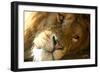 Male Lion Up Close-Lantern Press-Framed Art Print