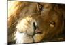 Male Lion Up Close-Lantern Press-Mounted Art Print