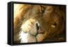 Male Lion Up Close-Lantern Press-Framed Stretched Canvas