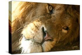 Male Lion Up Close-Lantern Press-Stretched Canvas