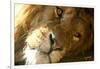 Male Lion Up Close-Lantern Press-Framed Art Print