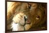 Male Lion Up Close-Lantern Press-Framed Art Print