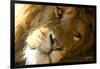 Male Lion Up Close-Lantern Press-Framed Art Print