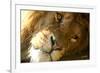 Male Lion Up Close-Lantern Press-Framed Art Print