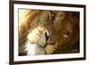 Male Lion Up Close-Lantern Press-Framed Art Print