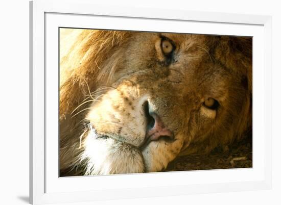 Male Lion Up Close-Lantern Press-Framed Premium Giclee Print