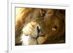 Male Lion Up Close-Lantern Press-Framed Premium Giclee Print