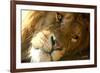 Male Lion Up Close-Lantern Press-Framed Premium Giclee Print