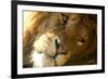 Male Lion Up Close-Lantern Press-Framed Premium Giclee Print