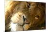 Male Lion Up Close-Lantern Press-Mounted Premium Giclee Print