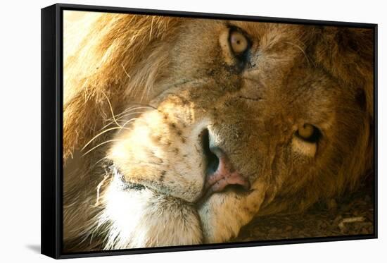 Male Lion Up Close-Lantern Press-Framed Stretched Canvas