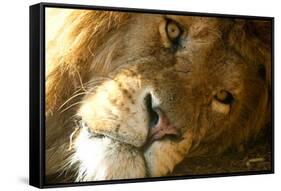 Male Lion Up Close-Lantern Press-Framed Stretched Canvas