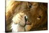 Male Lion Up Close-Lantern Press-Stretched Canvas