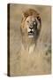 Male Lion Walking Through Grass-Paul Souders-Stretched Canvas