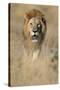 Male Lion Walking Through Grass-Paul Souders-Stretched Canvas